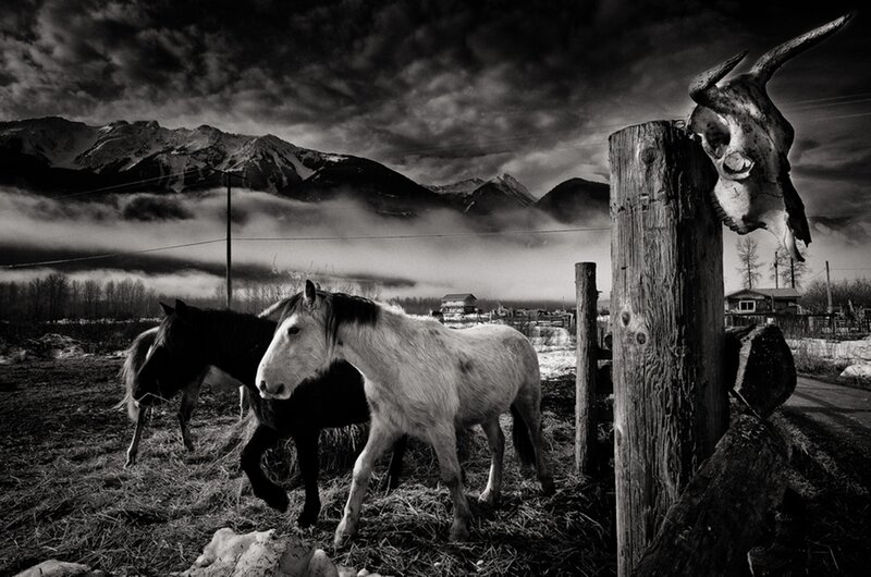 Horses in Field — Black