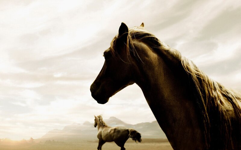 Horses in Field — Brown, Dramatic