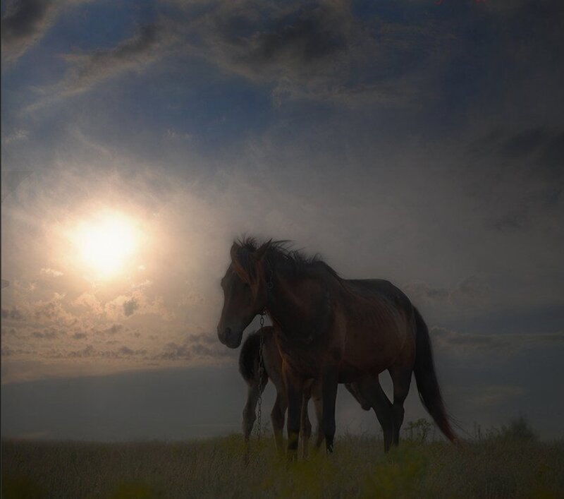 Horses in Field — Brown