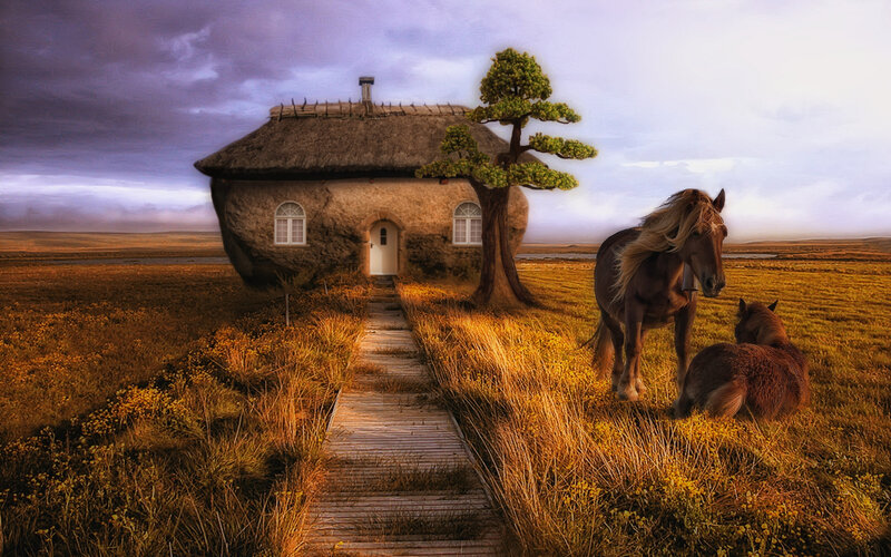 Horses in Field