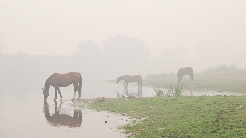 horses in fog by river