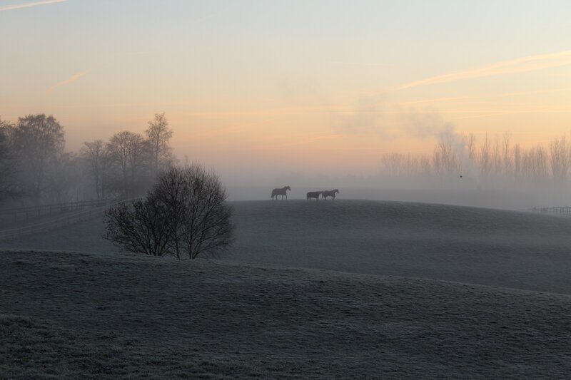 Horses in Foggy Field — Gray