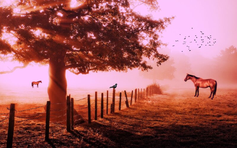 Horses in Foggy Field — Pink