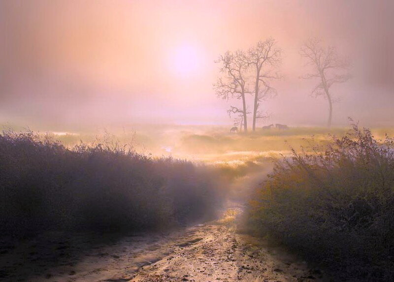 Horses in Foggy Field