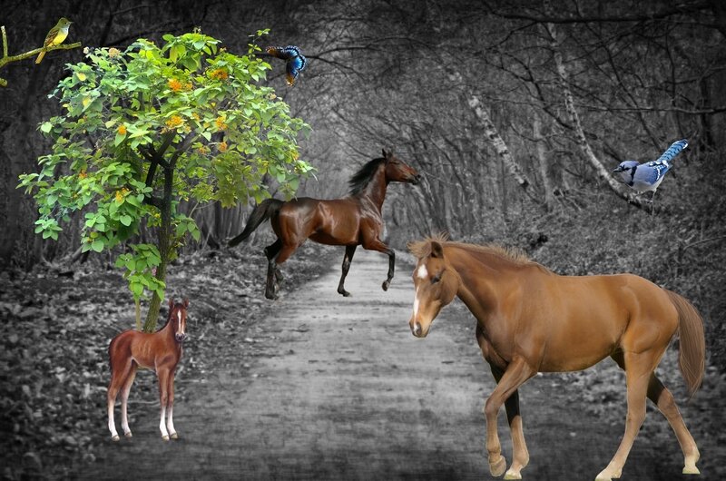 Horses in Forest — Brown