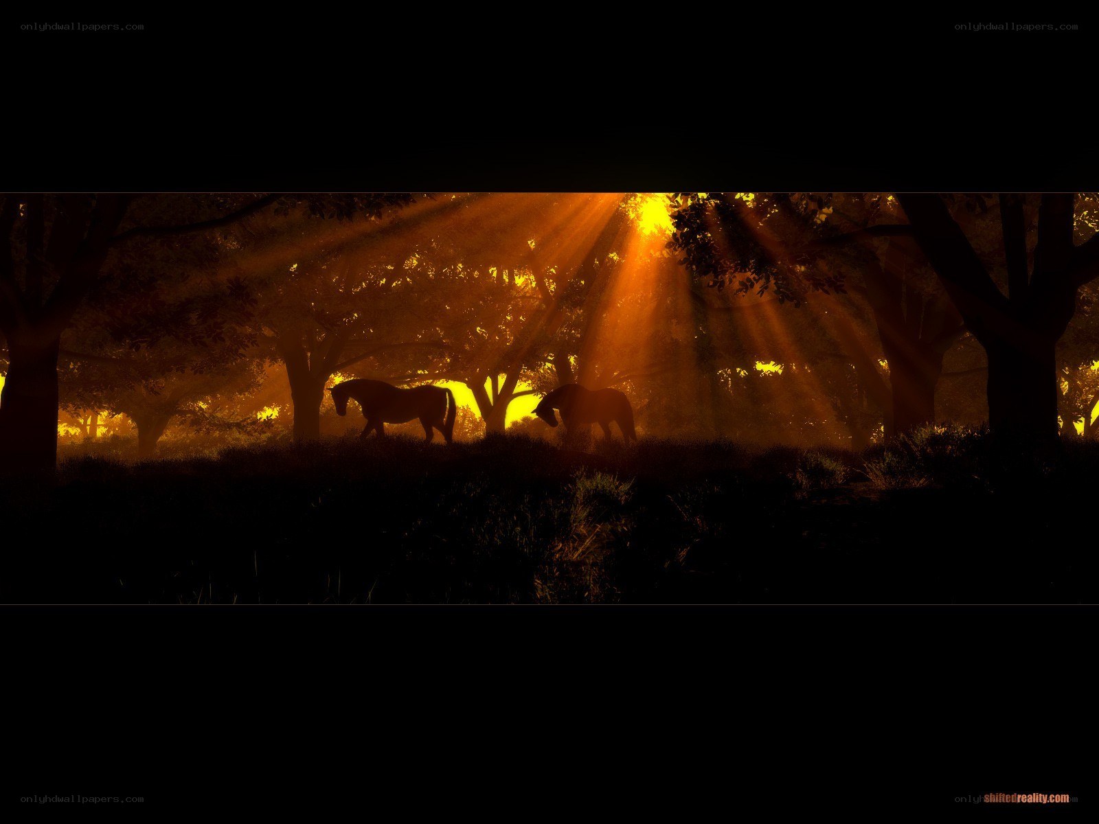 Horses in golden forest light