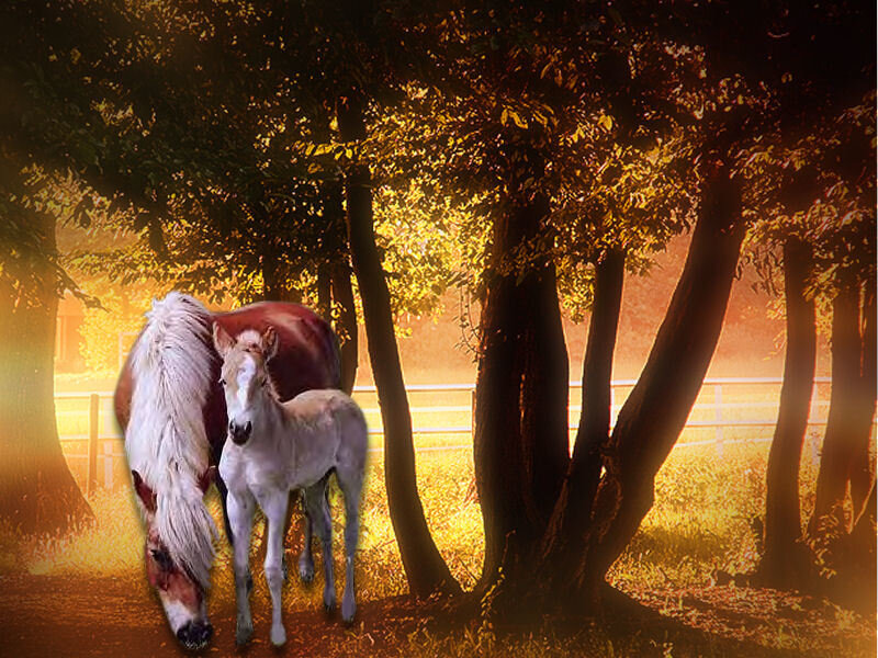 Horses in golden forest