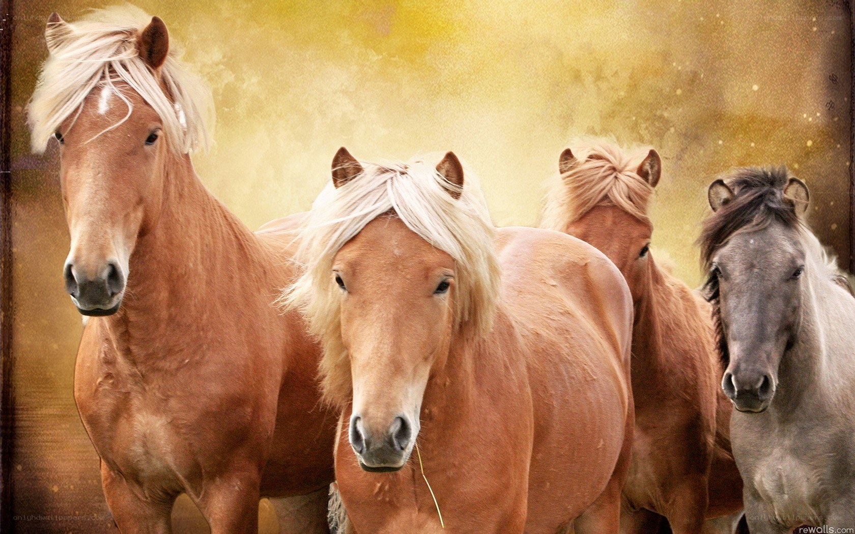 horses in golden light