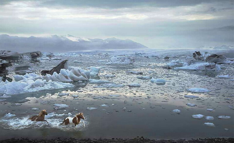 Horses in Icy Water