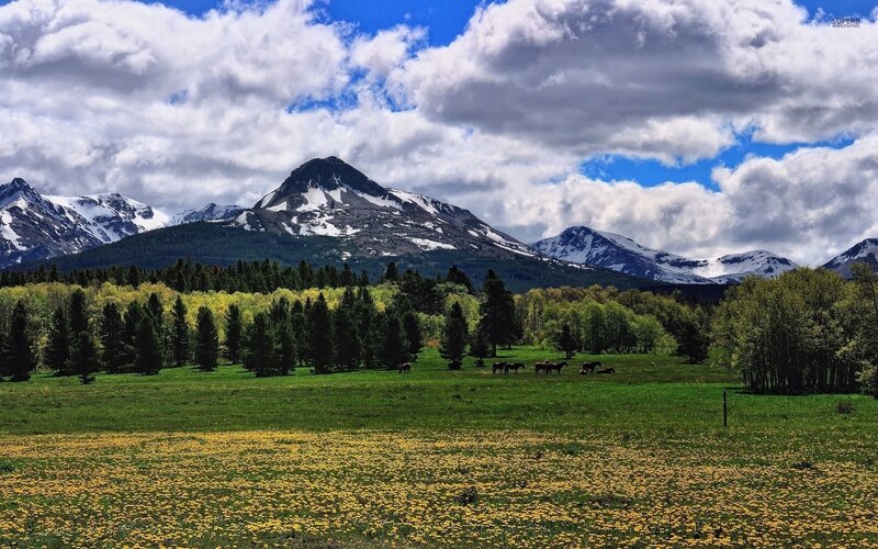 Horses in Meadow