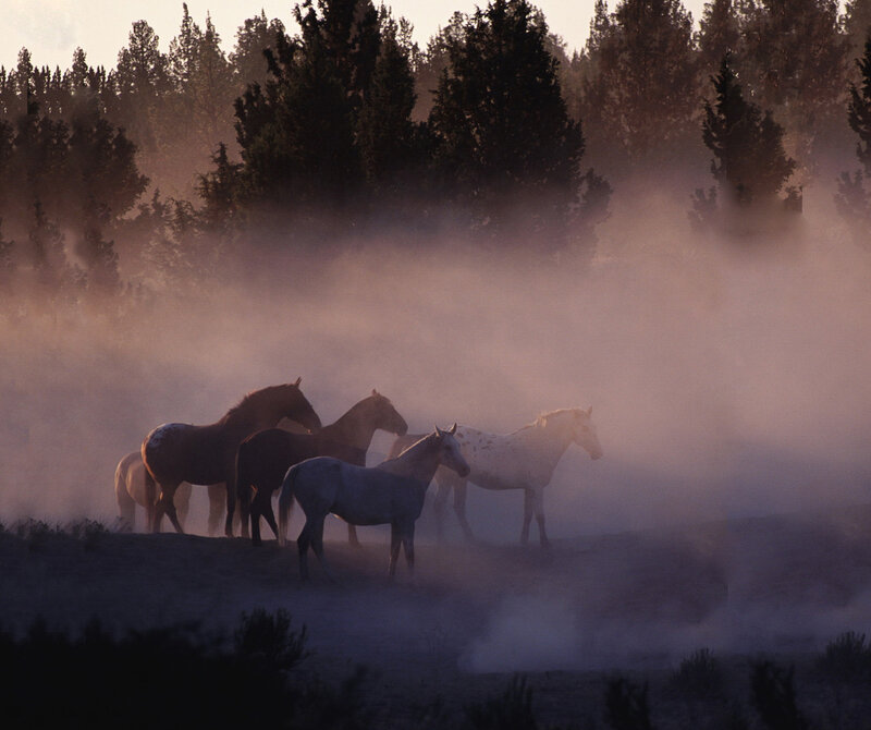 Horses in Mist
