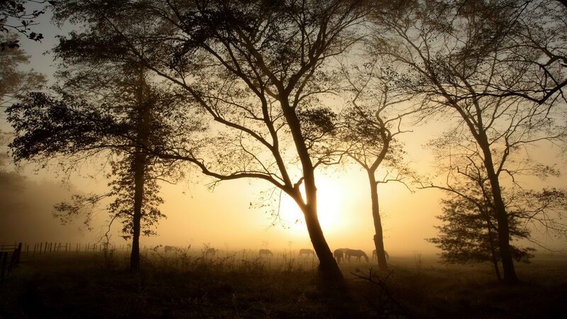 Horses in misty sunrise