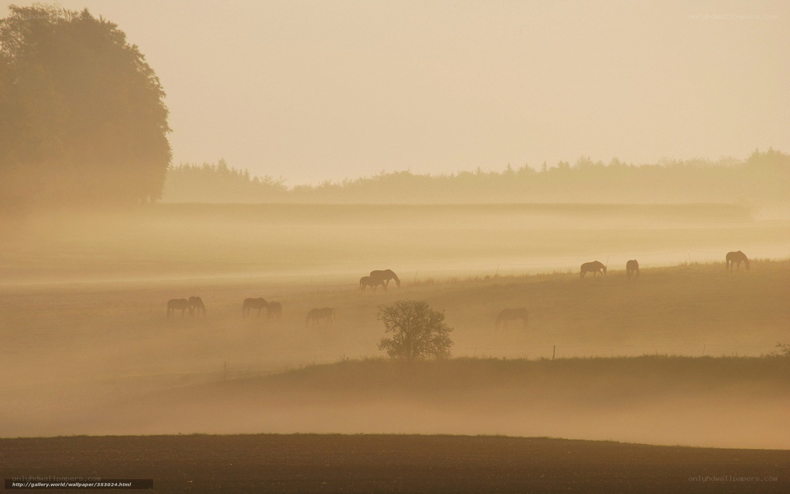 Horses in Morning Fog