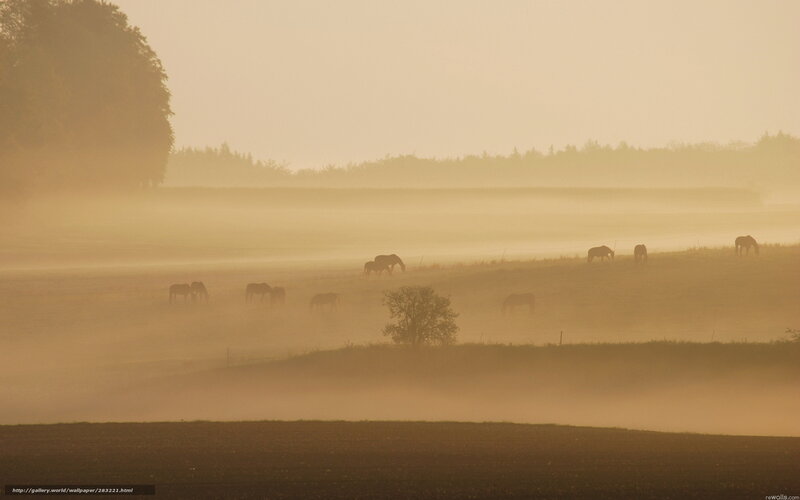 Horses in Morning Fog