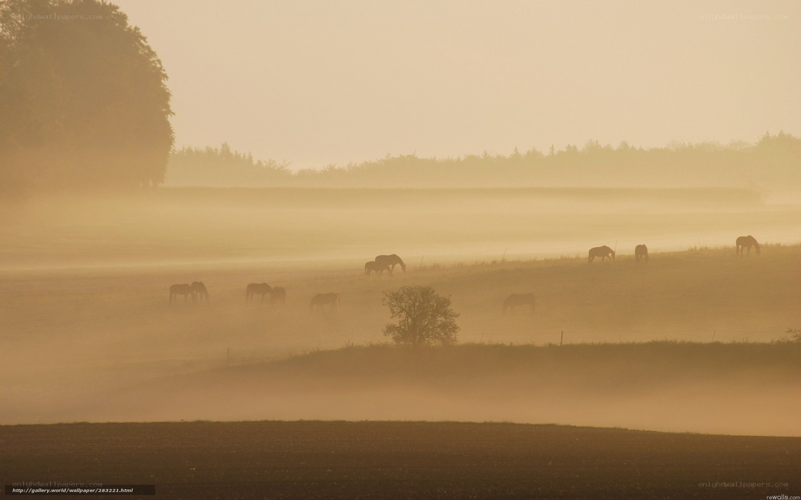 Horses in Morning Fog