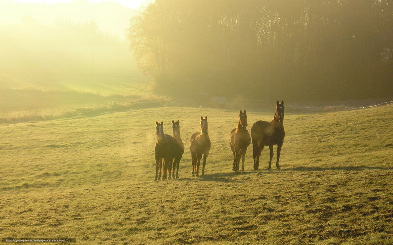 Horses in morning light