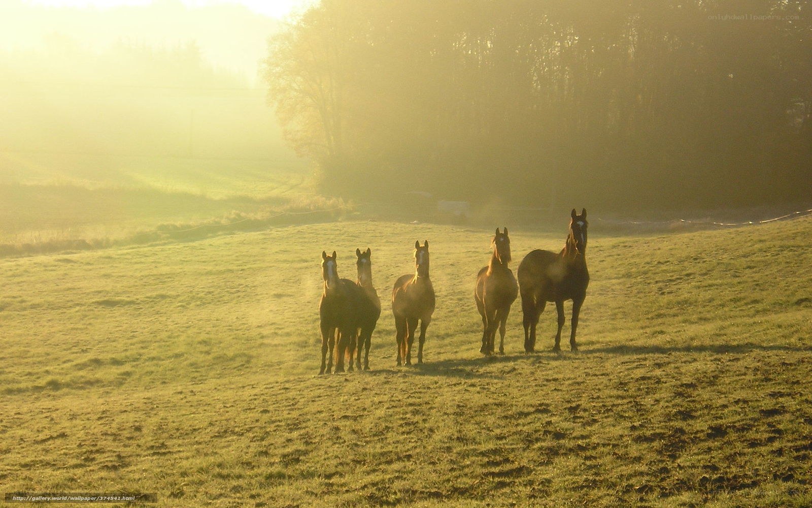 Horses in morning light