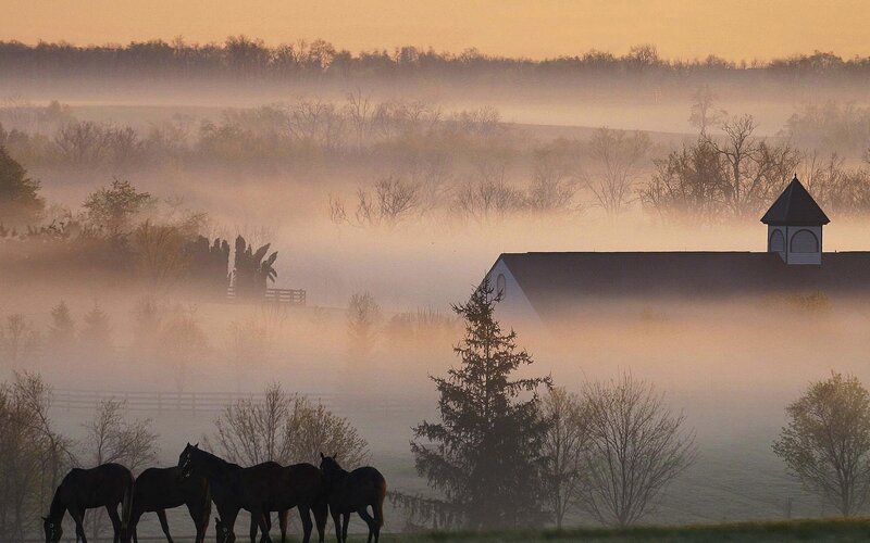 Horses in morning mist