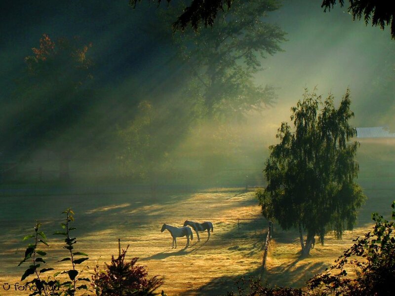 Horses in morning mist
