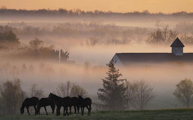 Horses in morning mist