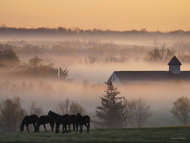 Horses in morning mist