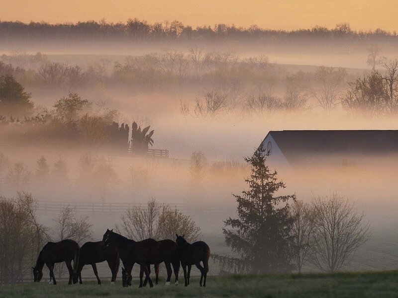 Horses in morning mist