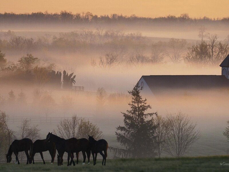 Horses in morning mist
