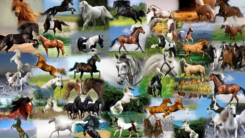 Horses in Motion