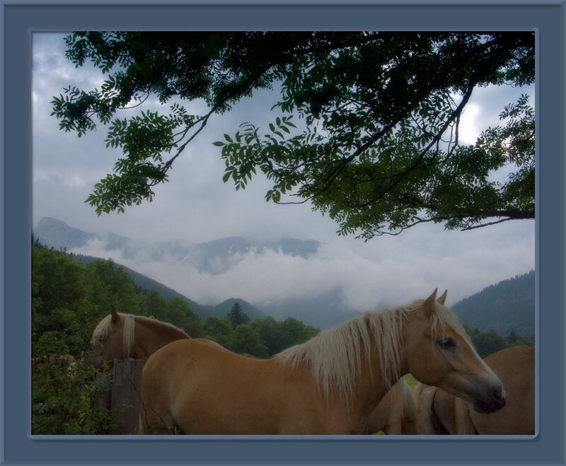 Horses in Mountain Valley — Brown