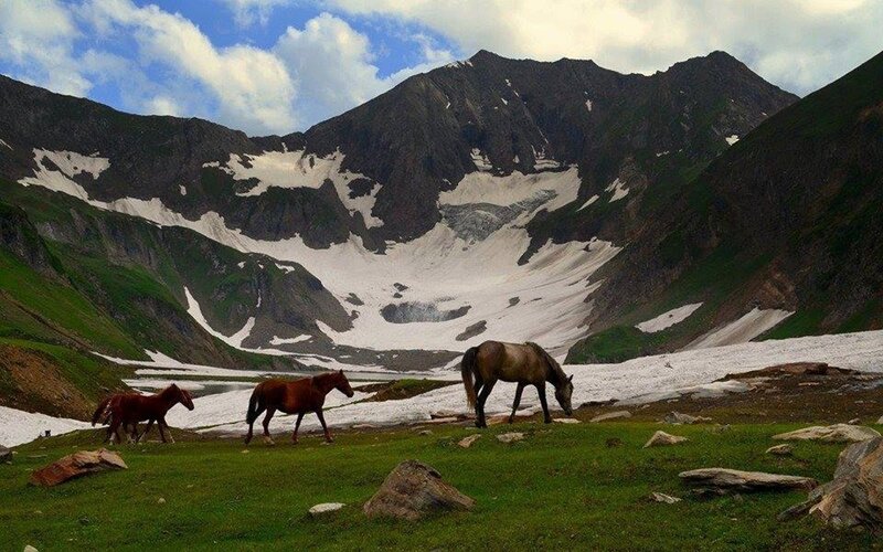 Horses in Mountain Valley — Green