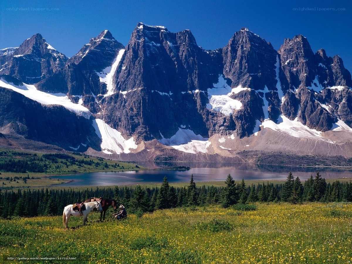 Horses in mountain valley