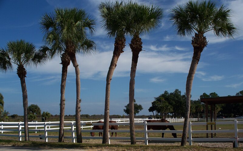 Horses in Paddock
