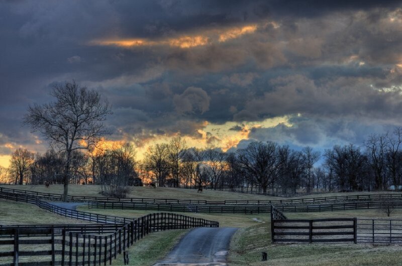 Horses in Paddocks
