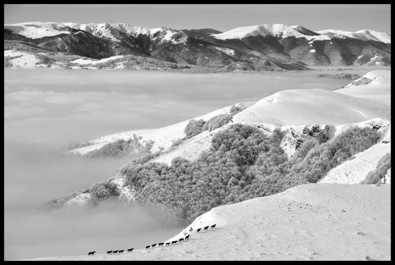 Horses in Snow — Black