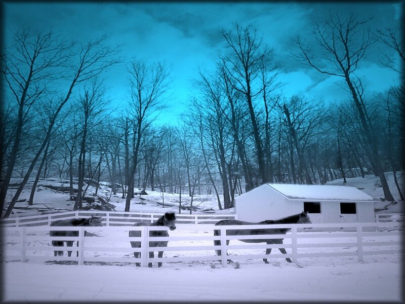 Horses in Snow — Blue, Cold