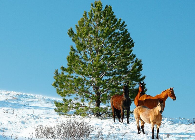 Horses in Snow — Blue