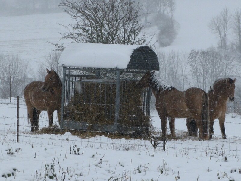 Horses in Snow