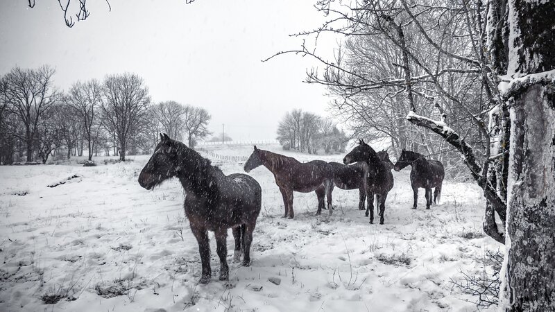 Horses in Snow — White, Cold