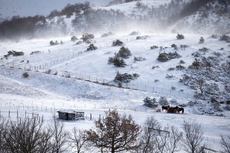 Horses in Snow — White, Cold, Winter
