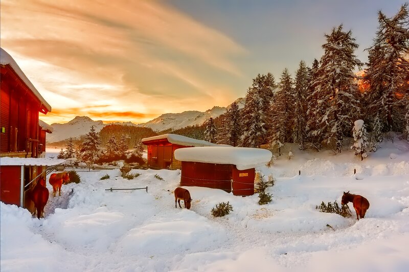 Horses in Snow — White, Serene, Sunset