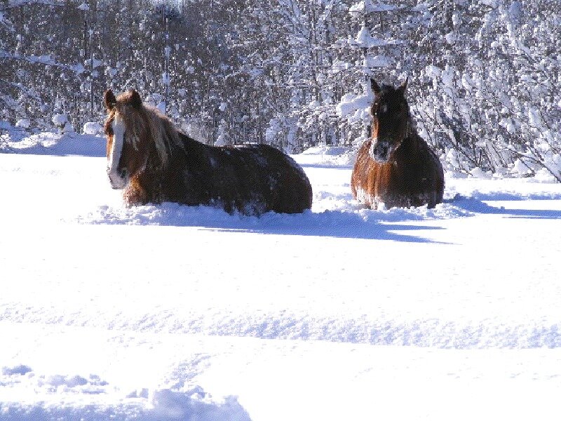 Horses in Snow — White, Serene