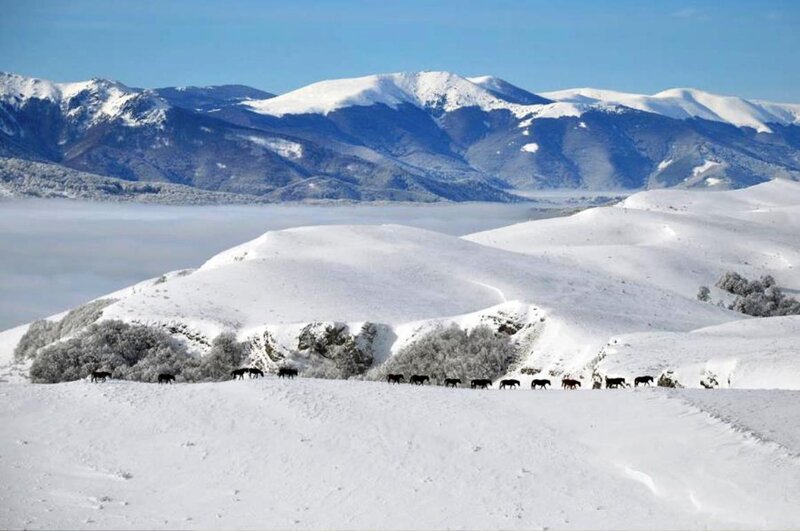 Horses in Snow — White, Serene, Winter, Photograph
