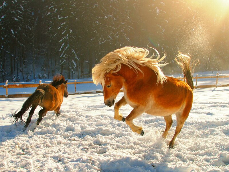 Horses in Snow — White
