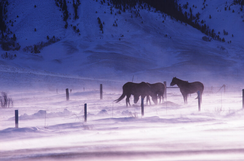 Horses in Snowstorm