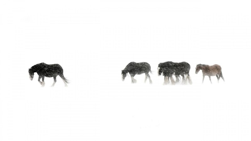 Horses in Snowstorm — White, Cold