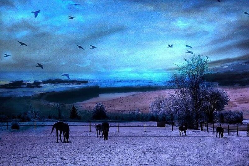 Horses in Snowy Field — Blue