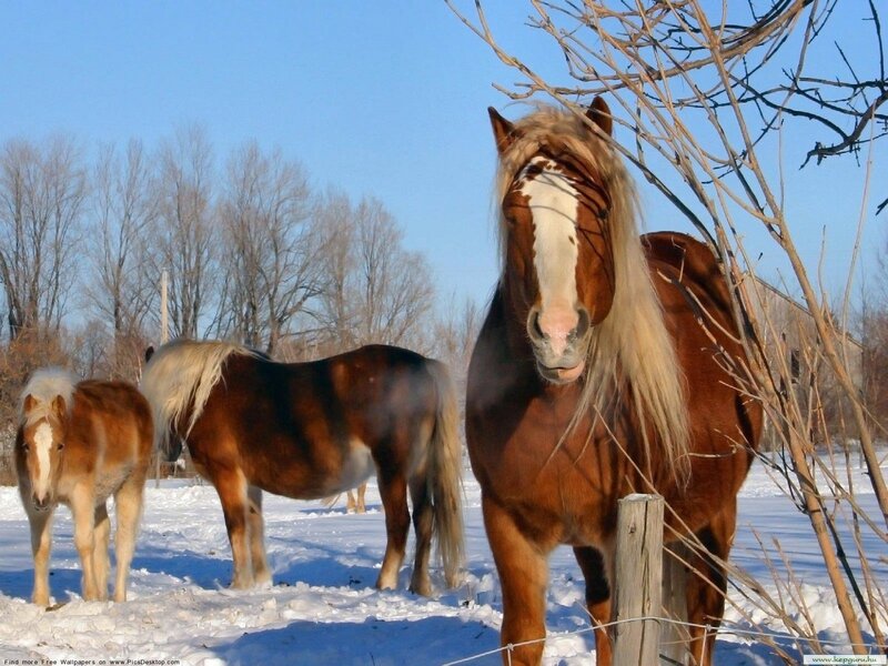 Horses in Snowy Field — Brown, Calm