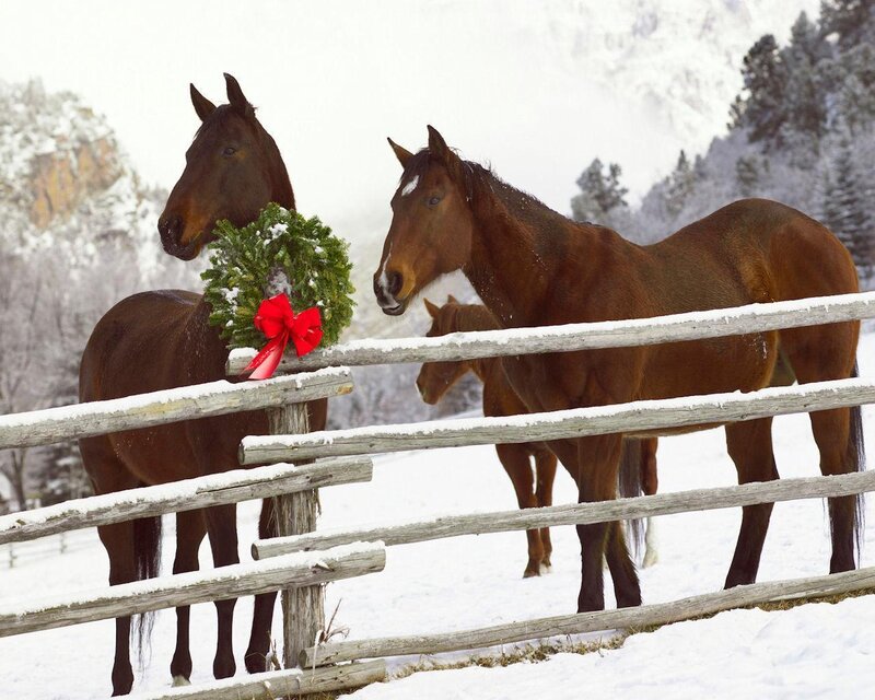 Horses in Snowy Field — Brown, Serene
