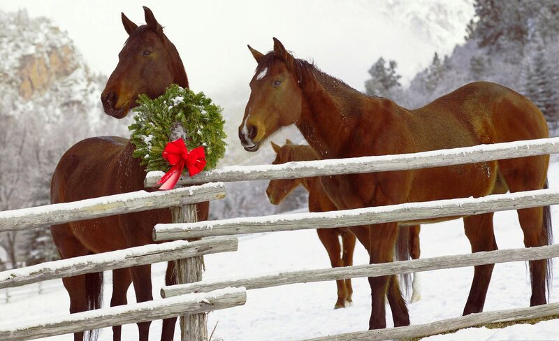 Horses in Snowy Field — Brown, Serene, Winter