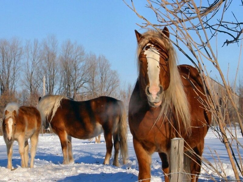 Horses in Snowy Field — Brown